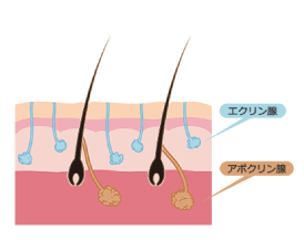 脇の臭いと汗の量