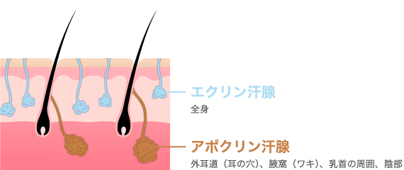 耳垢によるワキガ判定は正しいのでしょうか?