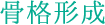 骨格形成